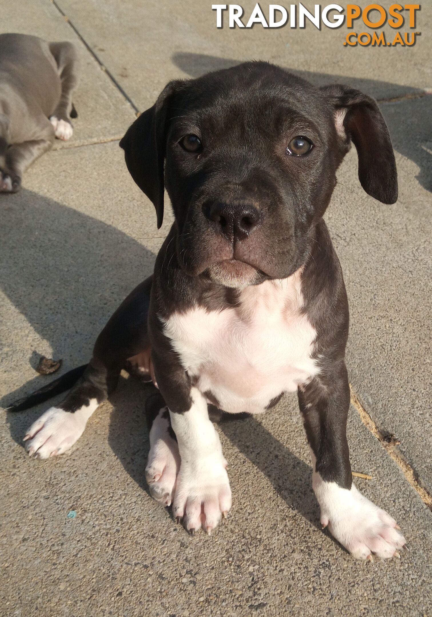 American X. English Staffy Puppies