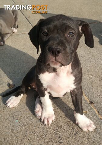 American X. English Staffy Puppies