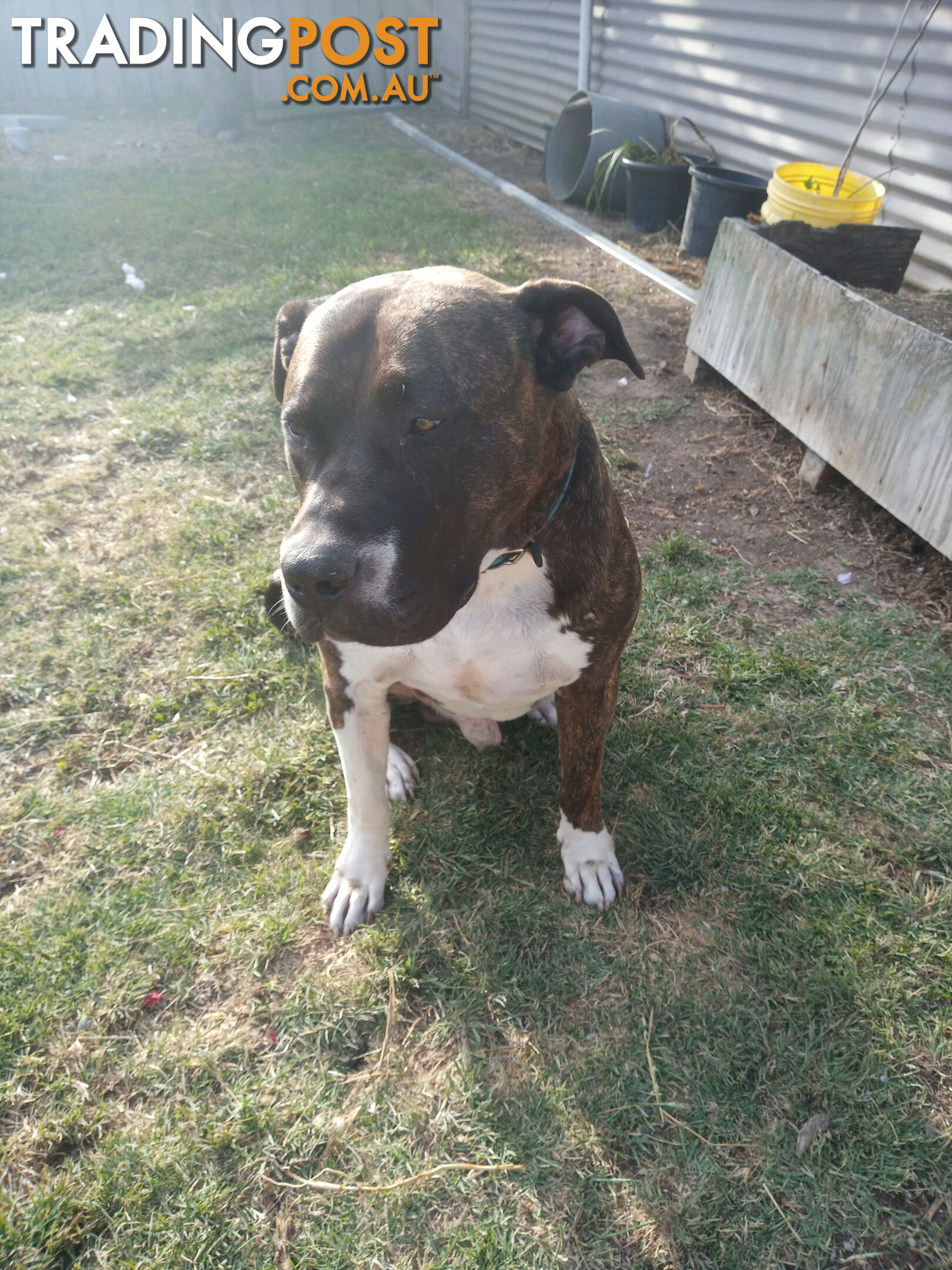 American X. English Staffy Puppies