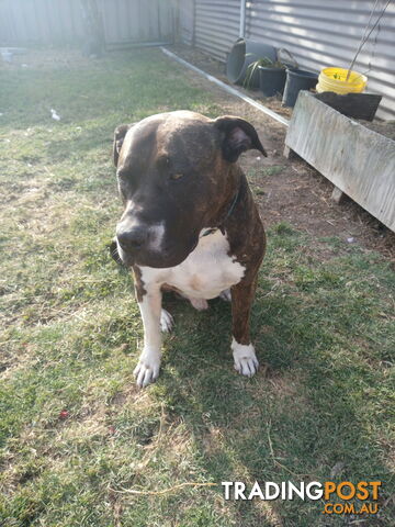 American X. English Staffy Puppies