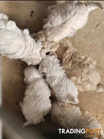 MOODLE PUPPIES TINY TOY