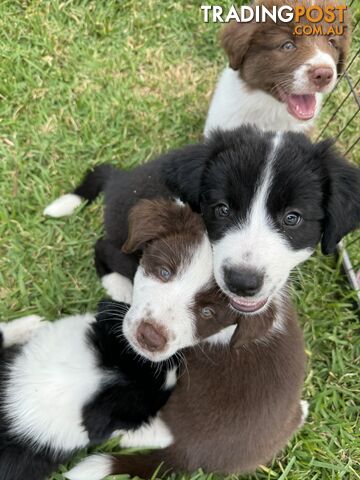 Border collie Pups