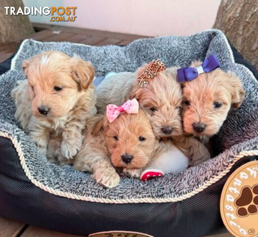 Moodle puppies