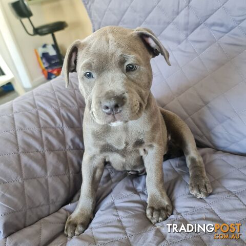 Purebred English Blue Staffy puppies