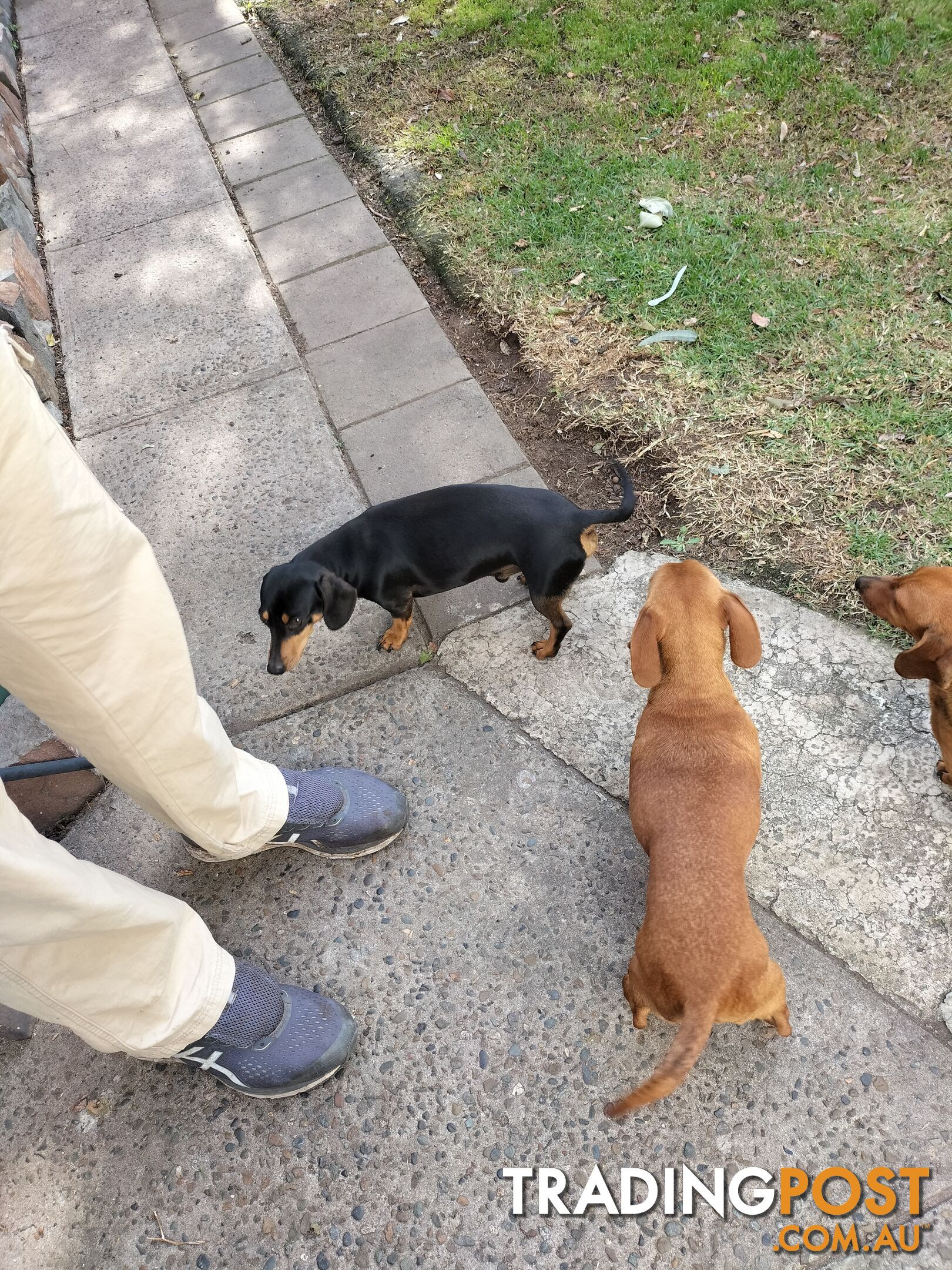 PURE BRED MINIATURE DACHSHUND FEMALE puppy for sale