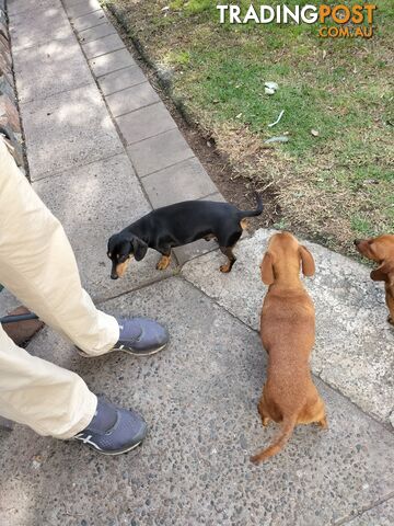 PURE BRED MINIATURE DACHSHUND FEMALE puppy for sale