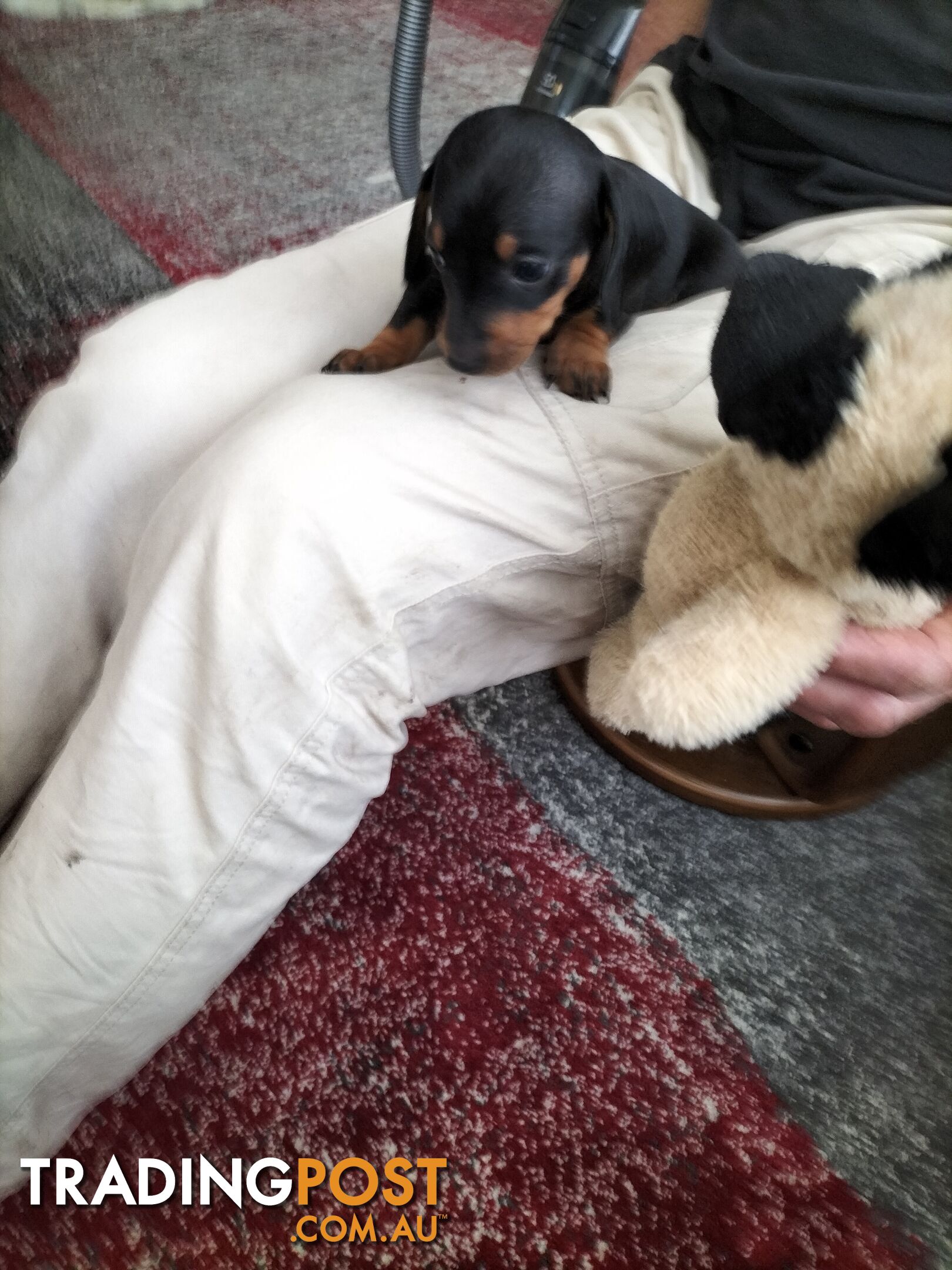 PURE BRED MINIATURE DACHSHUND FEMALE puppy for sale