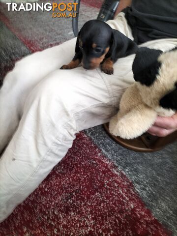 PURE BRED MINIATURE DACHSHUND FEMALE puppy for sale