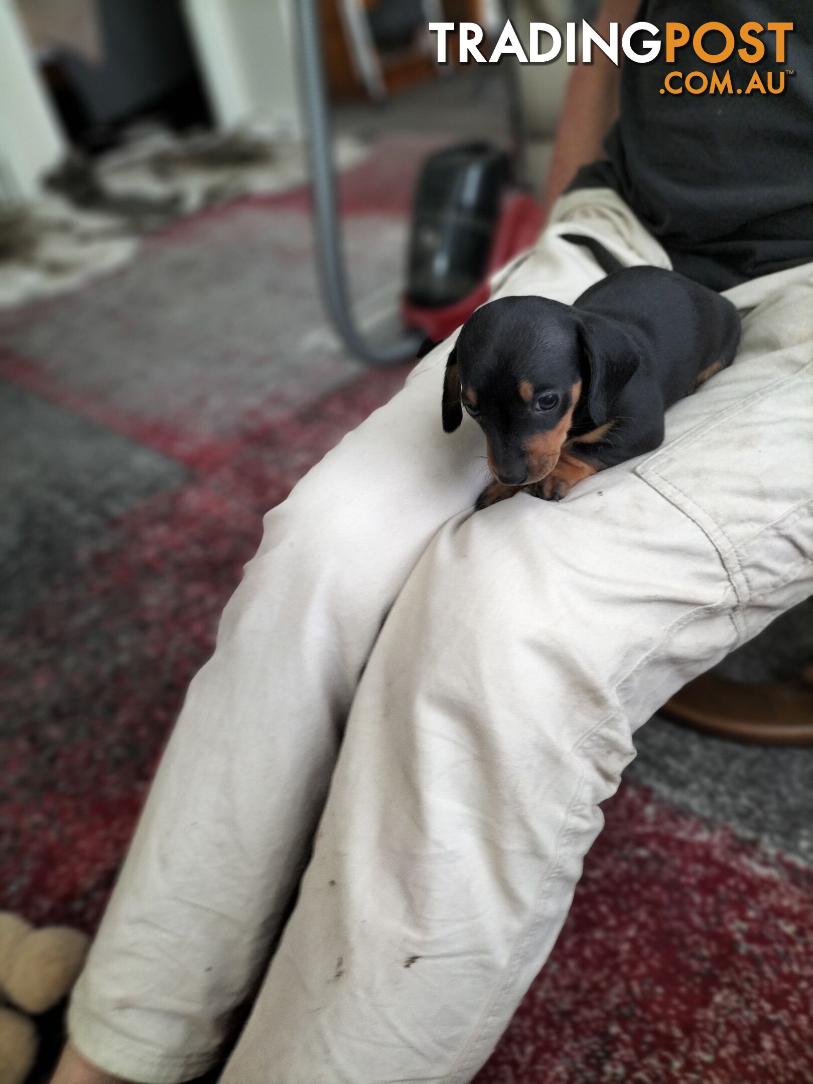 PURE BRED MINIATURE DACHSHUND FEMALE puppy for sale