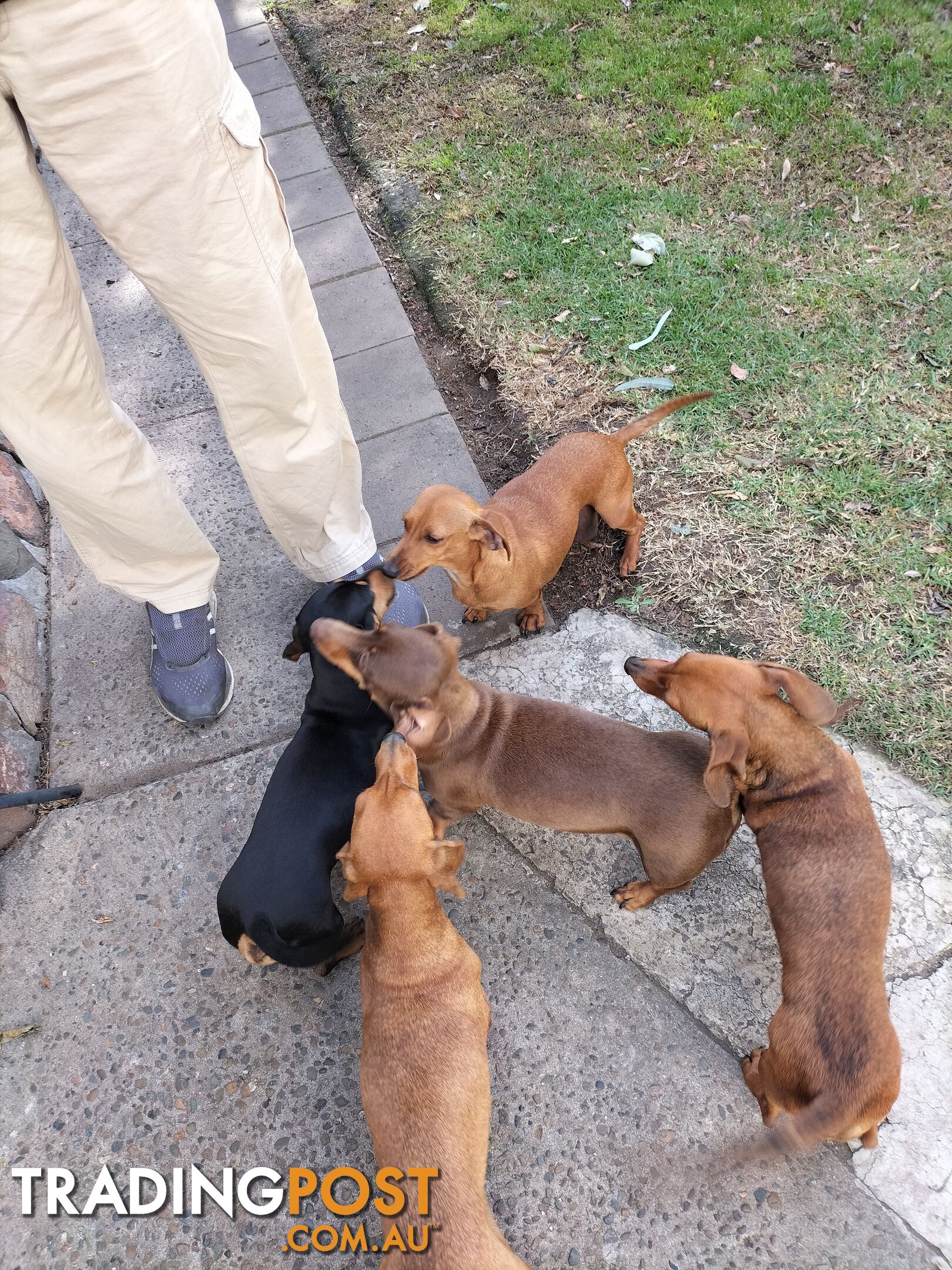 PURE BRED MINIATURE DACHSHUND FEMALE puppy for sale