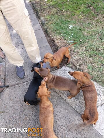 PURE BRED MINIATURE DACHSHUND FEMALE puppy for sale