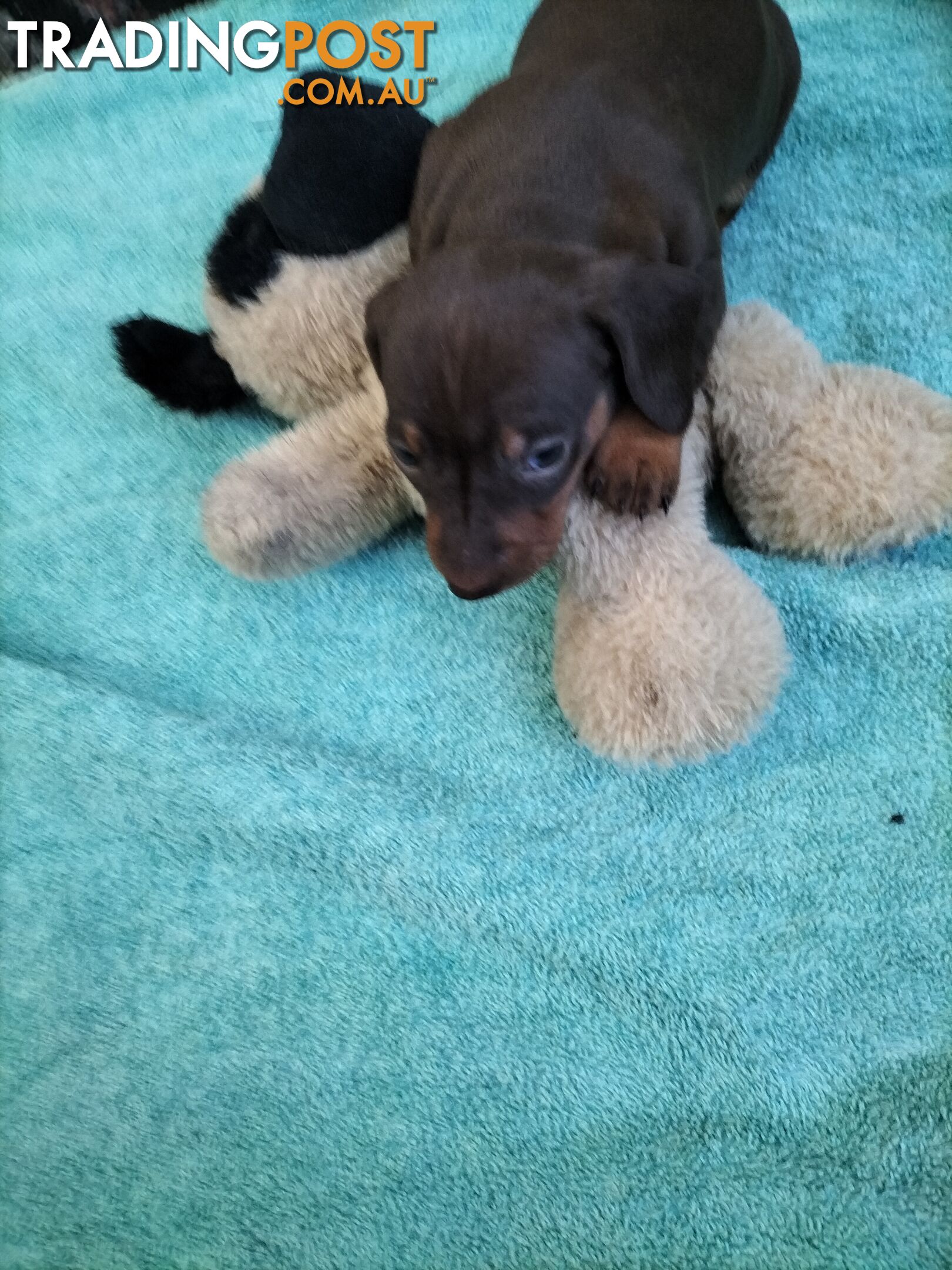 PURE BRED MINIATURE DACHSHUND FEMALE puppy for sale