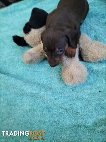 PURE BRED MINIATURE DACHSHUND FEMALE puppy for sale