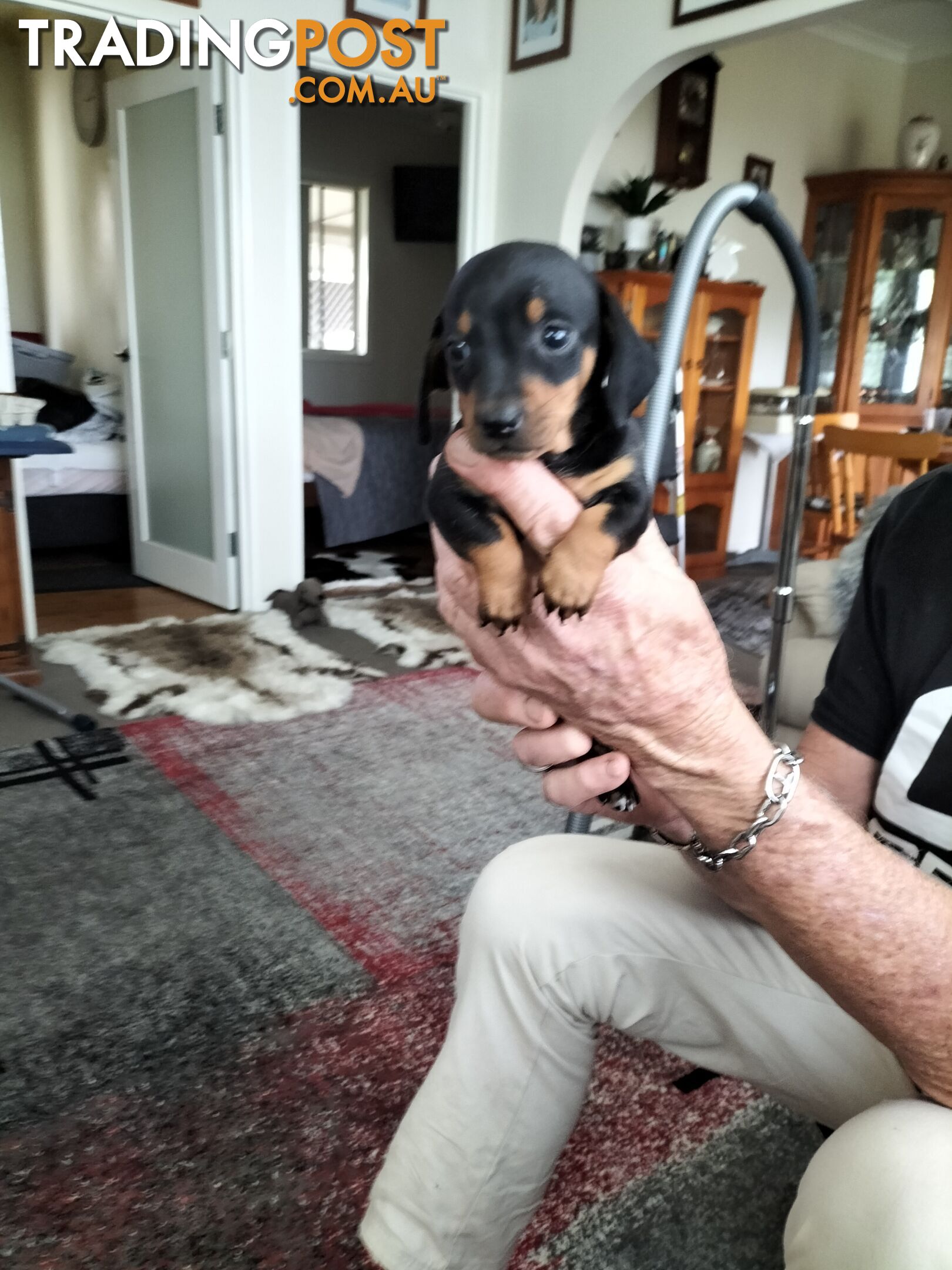 PURE BRED MINIATURE DACHSHUND FEMALE puppy for sale