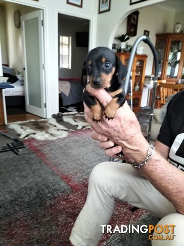 PURE BRED MINIATURE DACHSHUND FEMALE puppy for sale