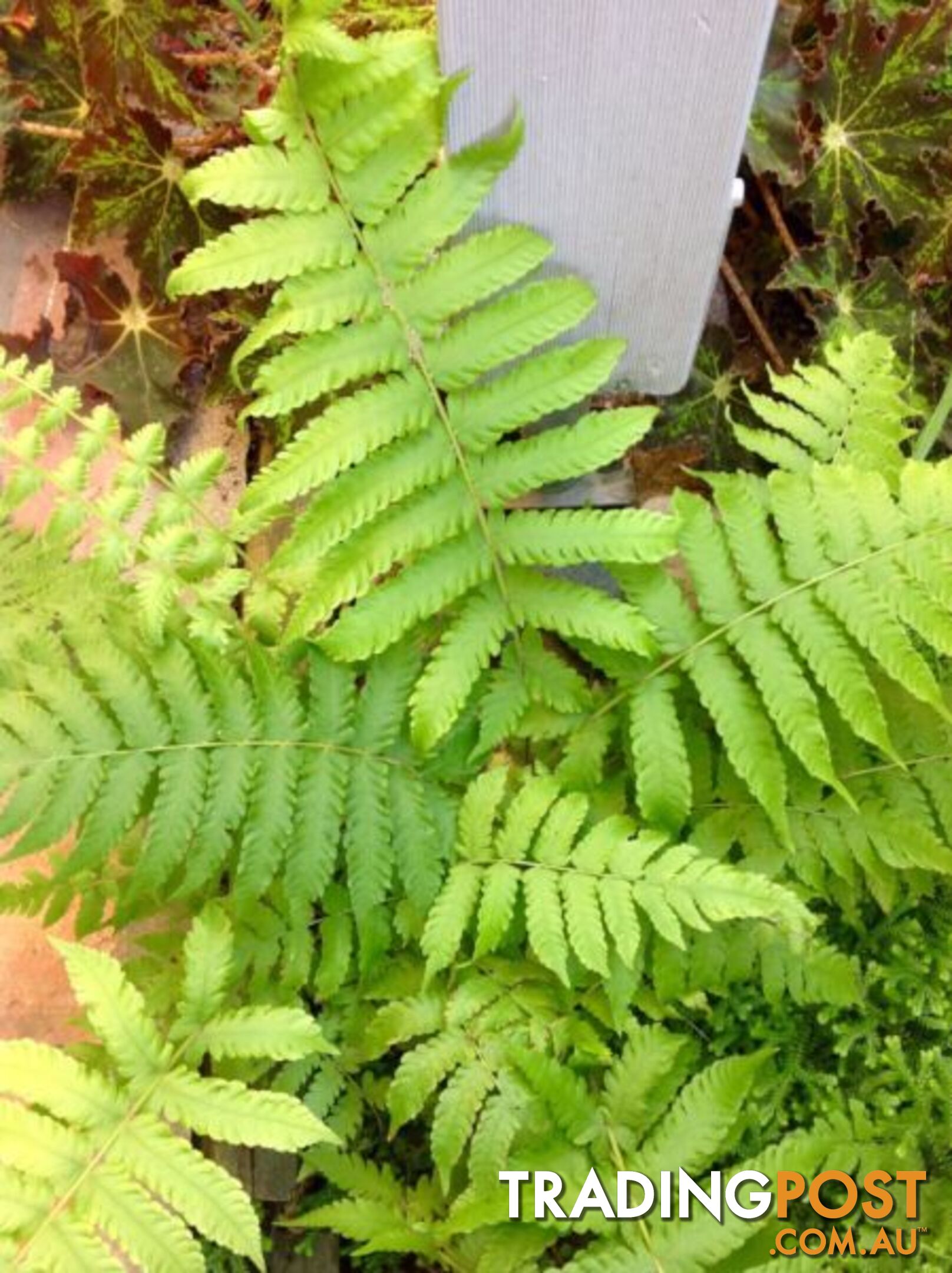 Pretty Green Serenity Fern