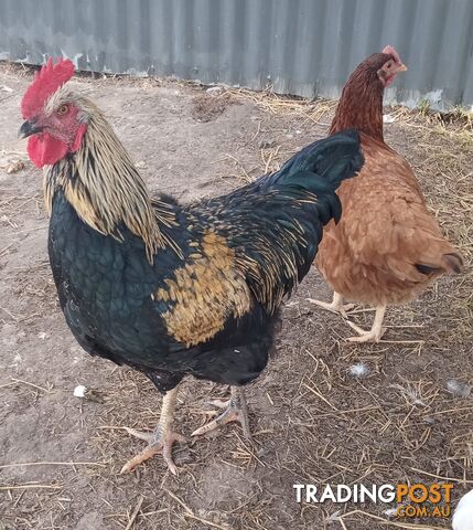 Pastured/free roaming fertile Chicken eggsx12
