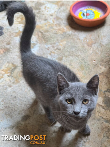 Russian Blue Pure Bred Kittens