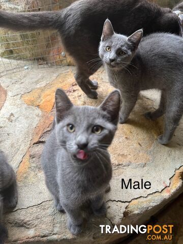 Russian Blue Pure Bred Kittens