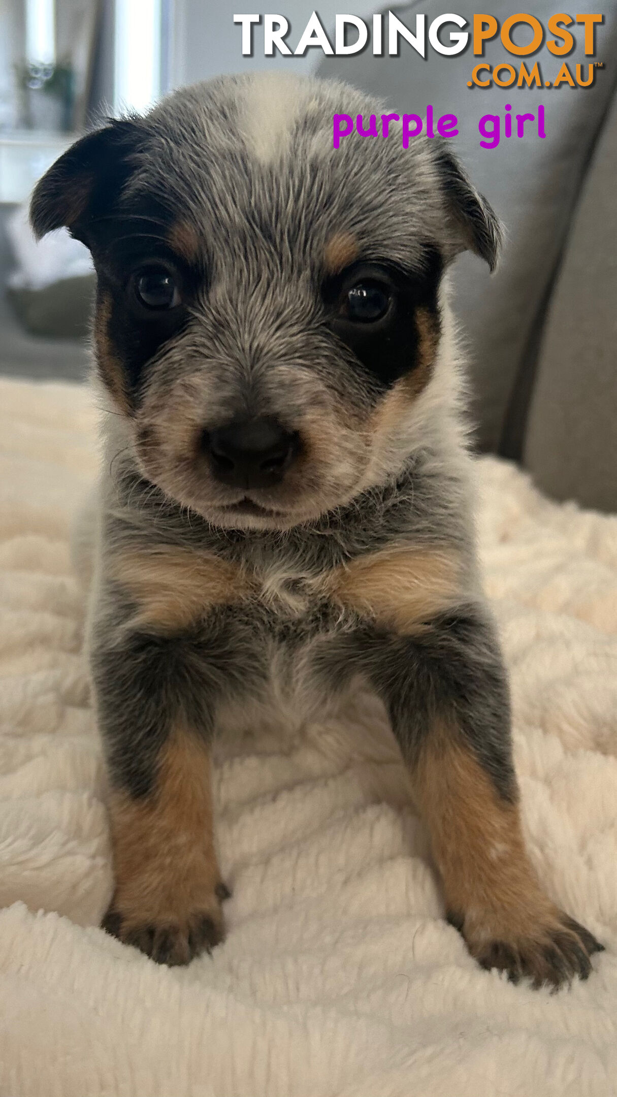 Purebred Australian Cattle/blue heeler puppies for sale