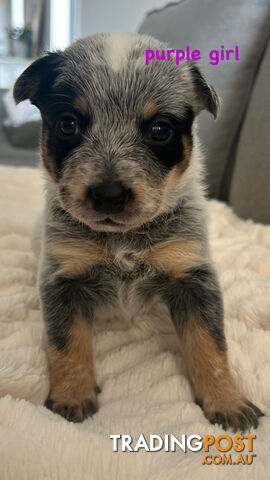 Purebred Australian Cattle/blue heeler puppies for sale