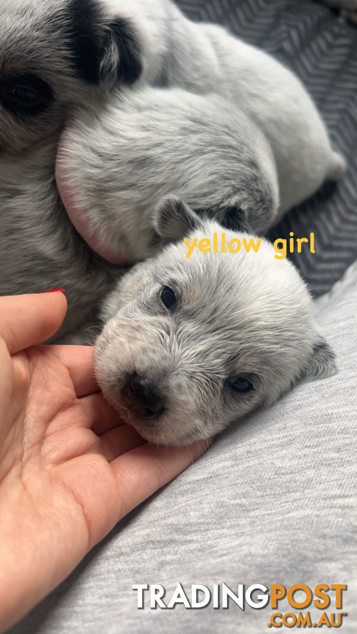 Purebred Australian Cattle/blue heeler puppies for sale