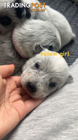 Purebred Australian Cattle/blue heeler puppies for sale