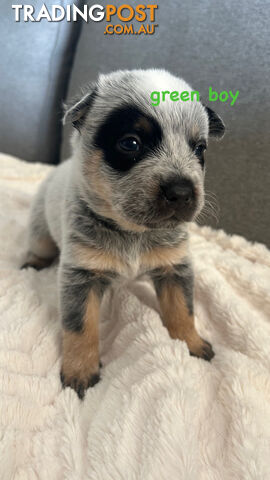 Purebred Australian Cattle/blue heeler puppies for sale