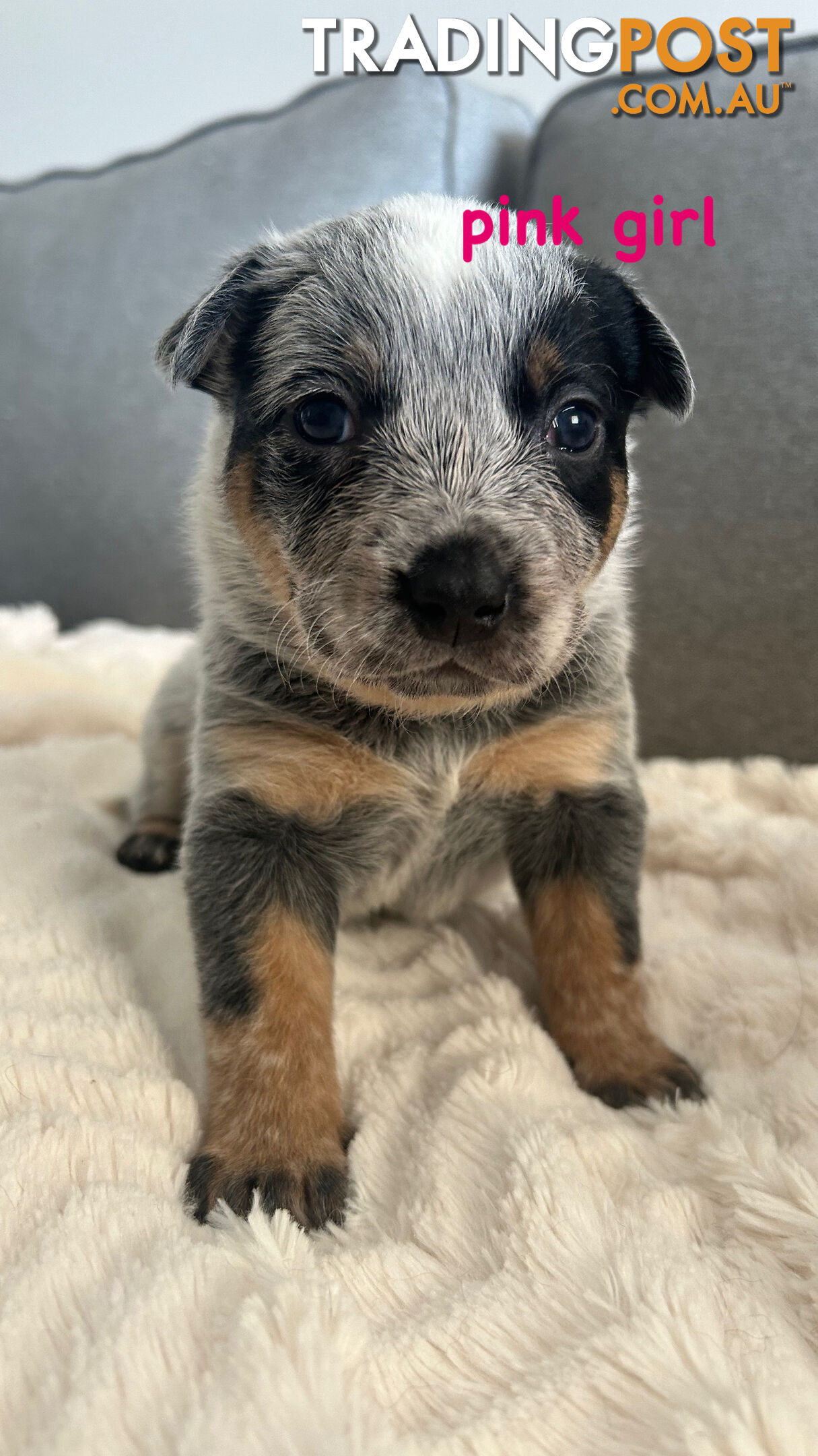 Purebred Australian Cattle/blue heeler puppies for sale