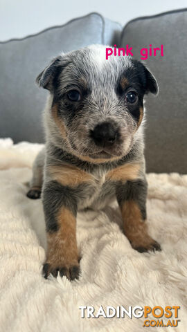 Purebred Australian Cattle/blue heeler puppies for sale