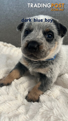 Purebred Australian Cattle/blue heeler puppies for sale