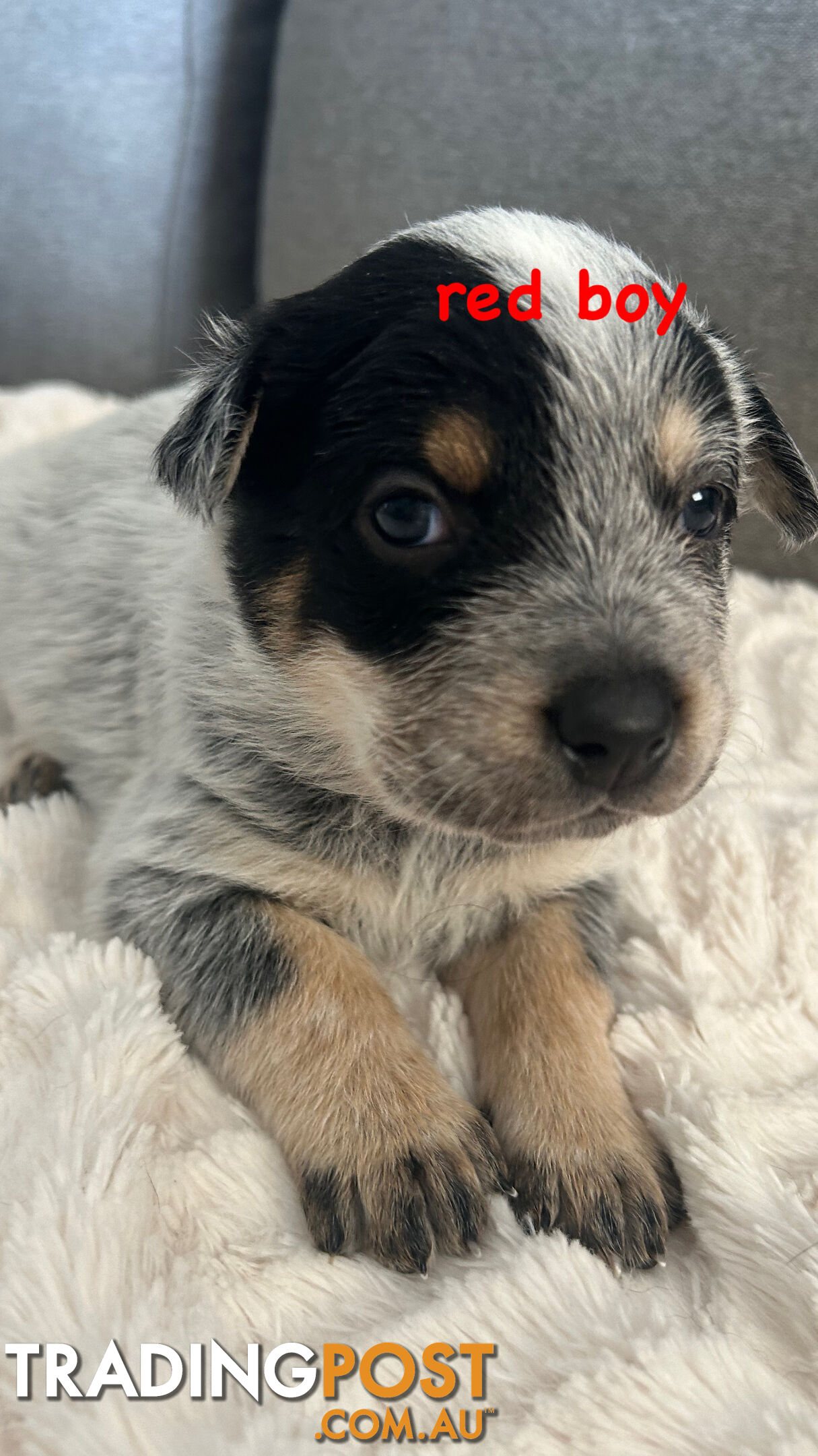 Purebred Australian Cattle/blue heeler puppies for sale