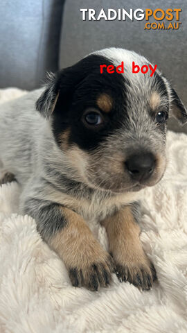 Purebred Australian Cattle/blue heeler puppies for sale