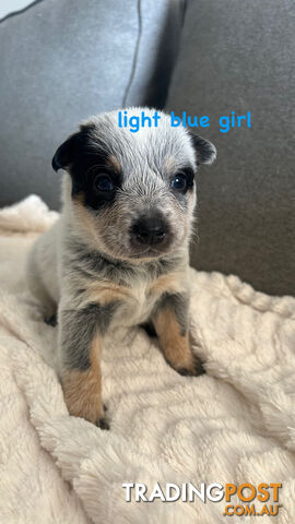 Purebred Australian Cattle/blue heeler puppies for sale