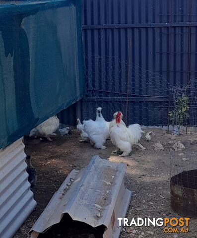 Silky baby chickens for sale