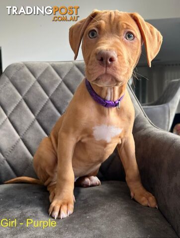 Red American staffy