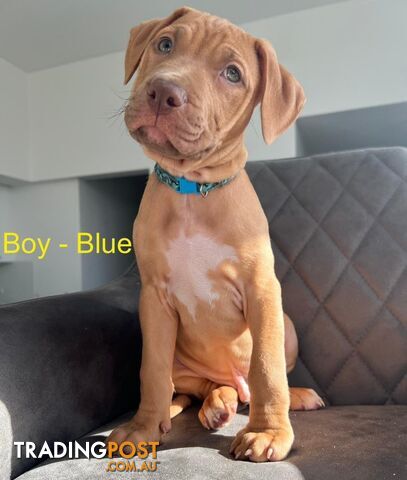 Red American staffy