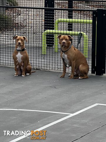 Red American staffy