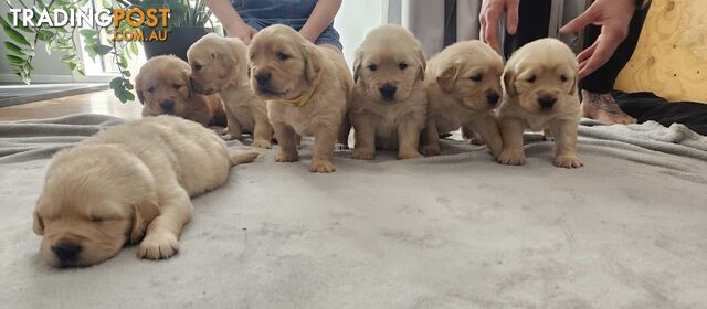 Purebred Golden Retriever Puppy’s