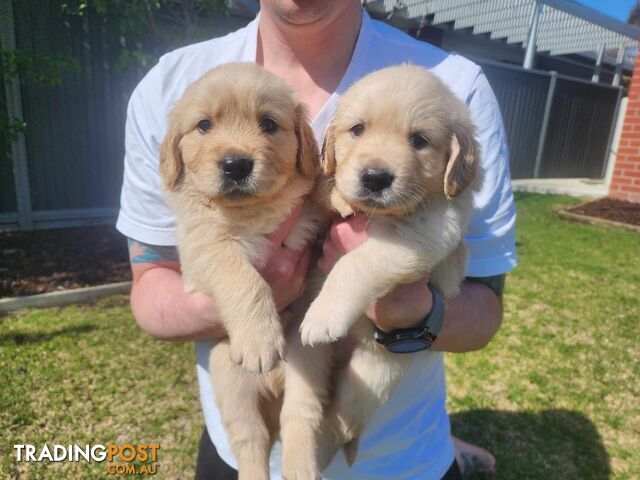 Purebred Golden Retriever Puppy’s