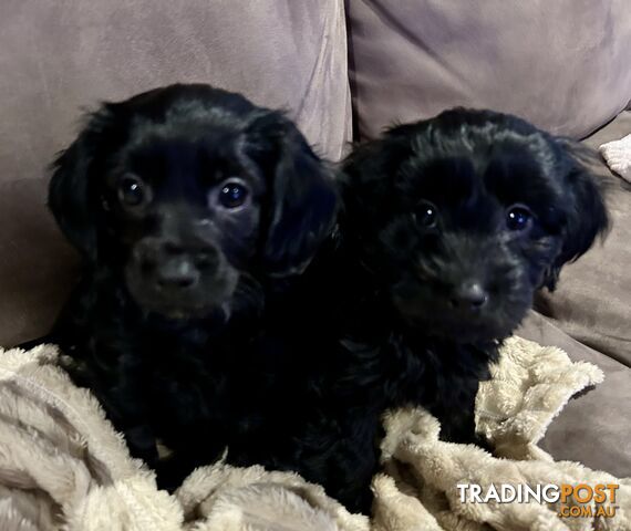 F2 Cavoodle puppies