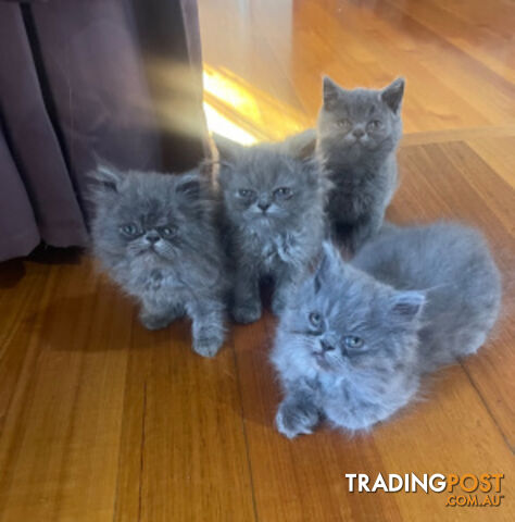 British Blue kittens