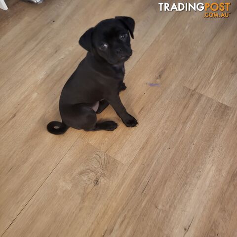 Gorgeous Pug-a-poo black female 12 weeks old