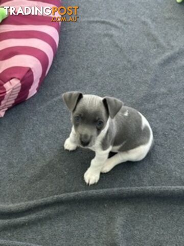 Mini Foxie Puppy Last one left and he is a blue tricolour natural bobtail - photo 3 of 5