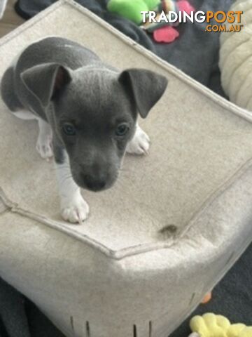 Mini Foxie Puppy Last one left and he is a blue tricolour natural bobtail