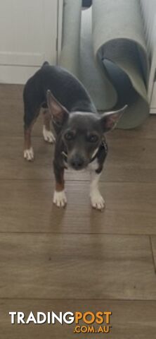 Mini Foxie Puppy Last one left and he is a blue tricolour natural bobtail - photo 4 of 5
