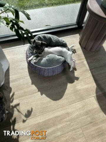 Mini Foxie Puppy Last one left and he is a blue tricolour natural bobtail - photo 5 of 5