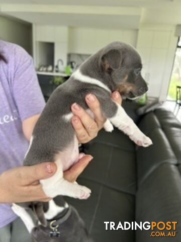 Mini Foxie Puppy Last one left and he is a blue tricolour natural bobtail - photo 2 of 5