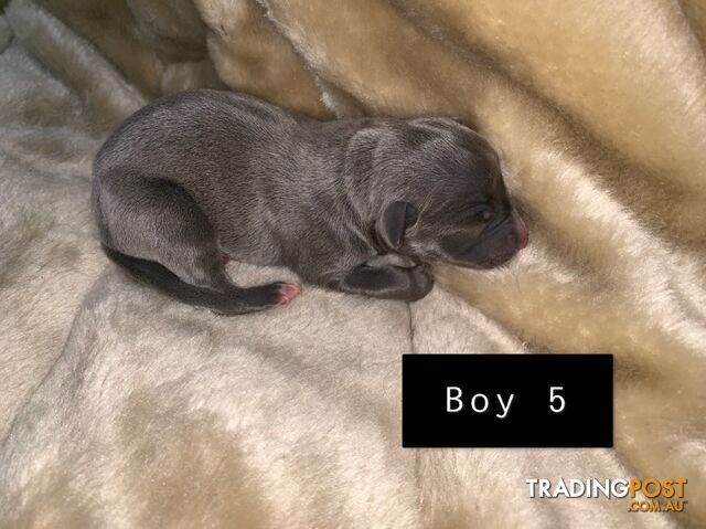 Beautiful whippet puppies