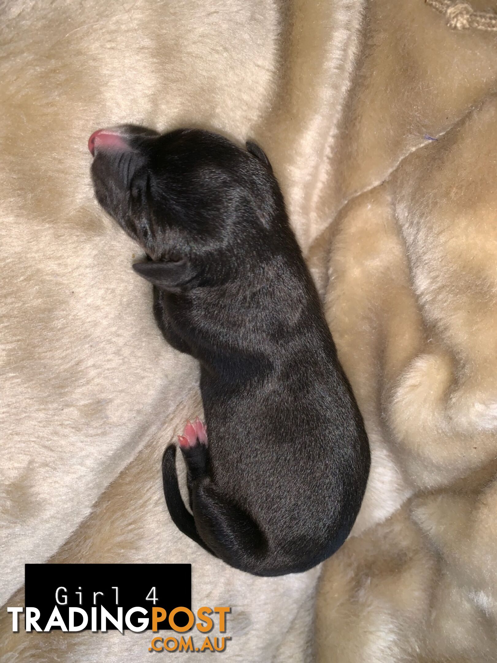 Beautiful whippet puppies